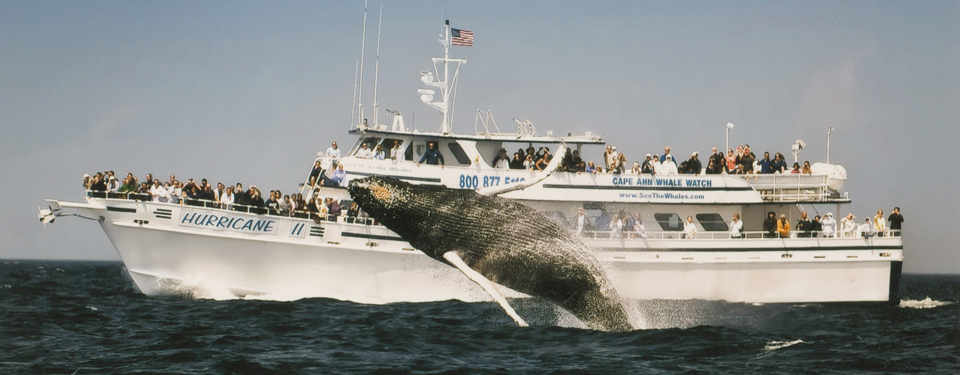 whale and ship